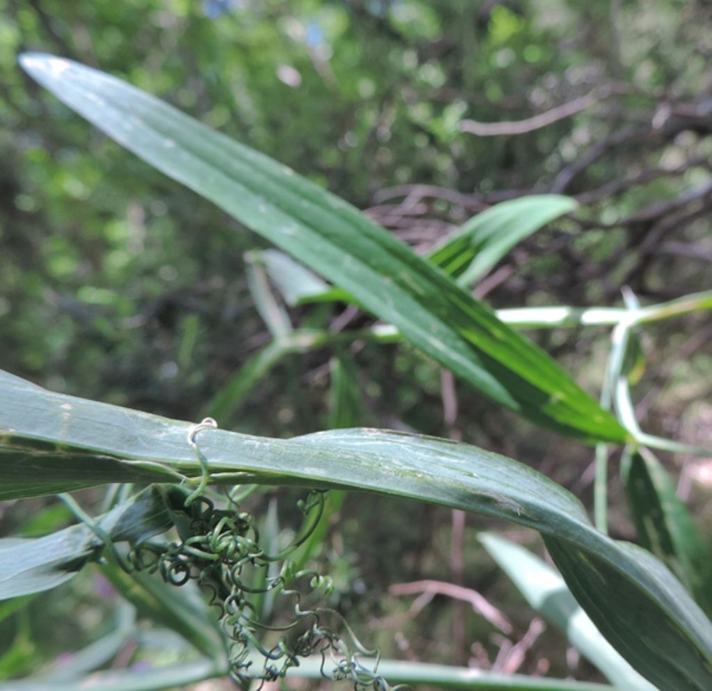 Lathyrus latifolius / Cicerchia a foglie larghe